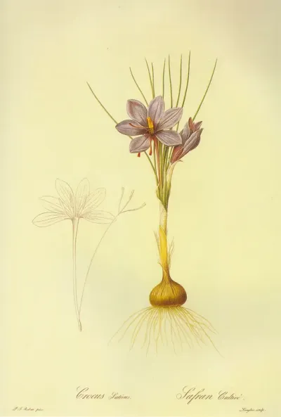 Crocus Sativus