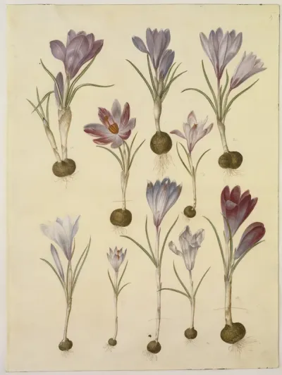 Crocus vernus (vår-krokus)