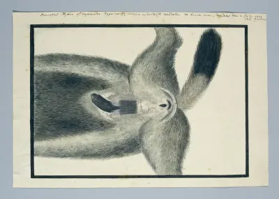 Crocuta crocuta (Gevlekte hyena), van onderen
