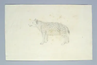 Crocuta crocuta (Spotted hyena)