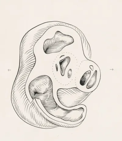 Cross section of a heart