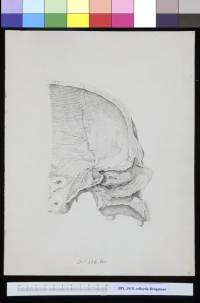 Cross section of a skull