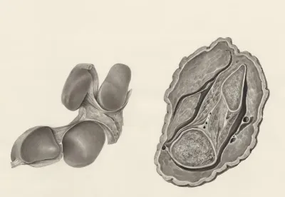 Cross section of bone and muscular tissue of an animal