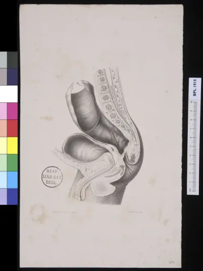 Cross section of man's lower body
