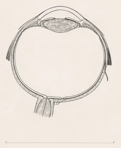 Cross section of the human eye