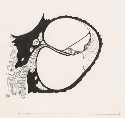 Cross section of tissue relating to the throat