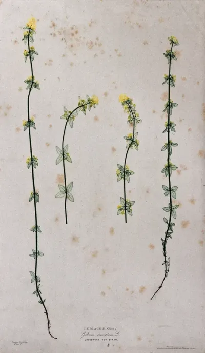 Crosswort or bedstraw (Galium cruciata): four flowering stems