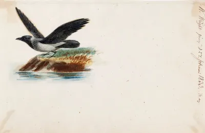 Crow