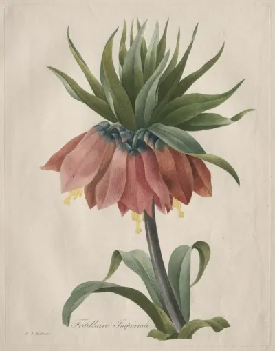 Crown Imperial Fritillary