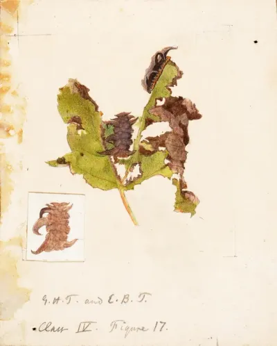 Crumpled Leaf Caterpillar, study for book Concealing Coloration in the Animal Kingdom