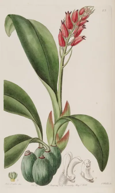 Cryptochilus sanguineus