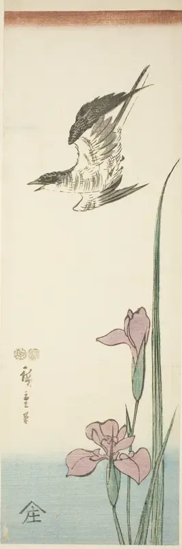 Cuckoo and iris