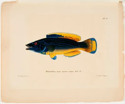 Cuckoo-Wrasse, Male