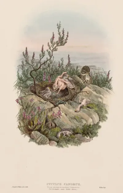 Cuculus Canorus