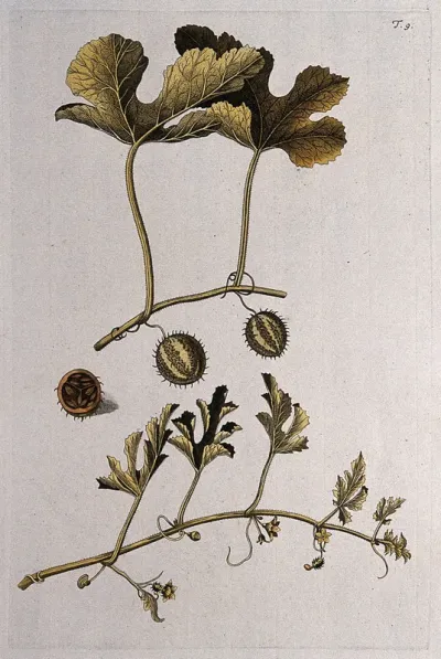 Cucumber, (Cucumis prophetarum): flowering and fruiting stems with sectioned fruit