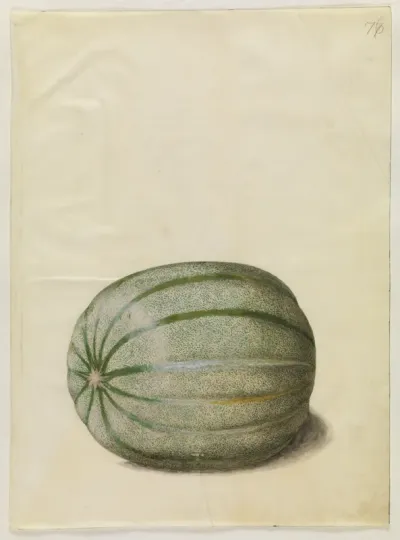 Cucumis melo (melon)