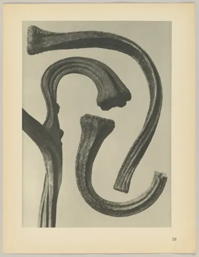 Cucurbita