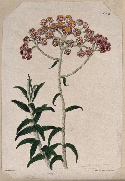 Cudweed (Gnaphalium congestum): flowering stem