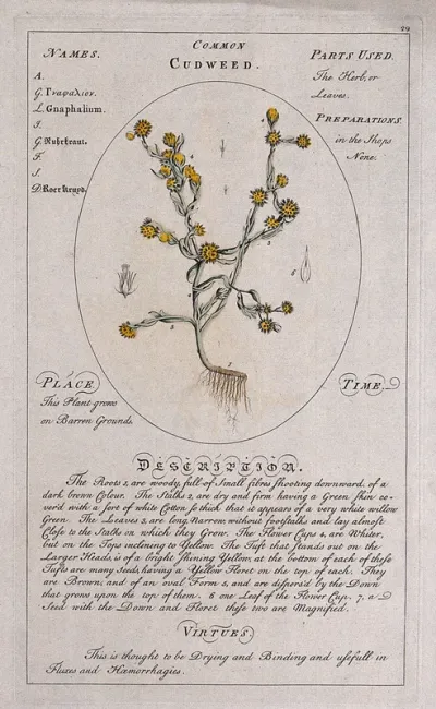 Cudweed (Gnaphalium sanguineum L.): flowering plant with separate floral segments and a description of the plant and its uses