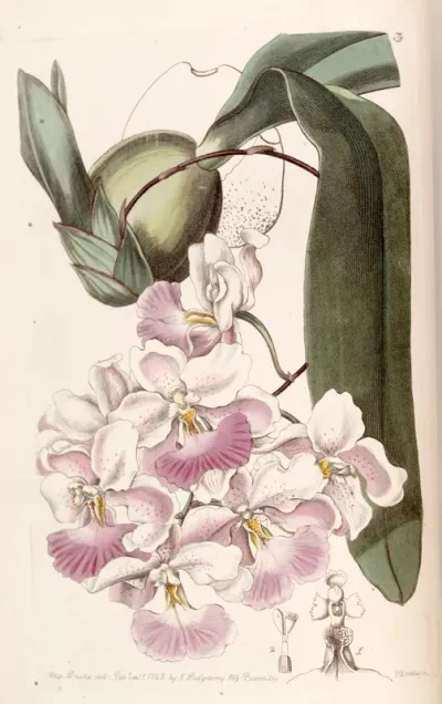 Cuitlauzina pendula