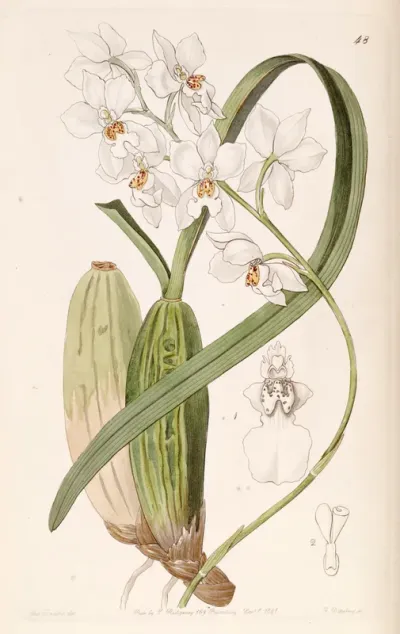 Cuitlauzina pulchella