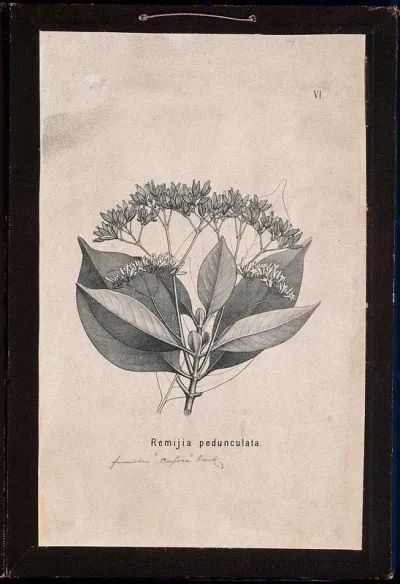Cuprea bark plant (Remijia pedunculata): flowering and fruiting stem