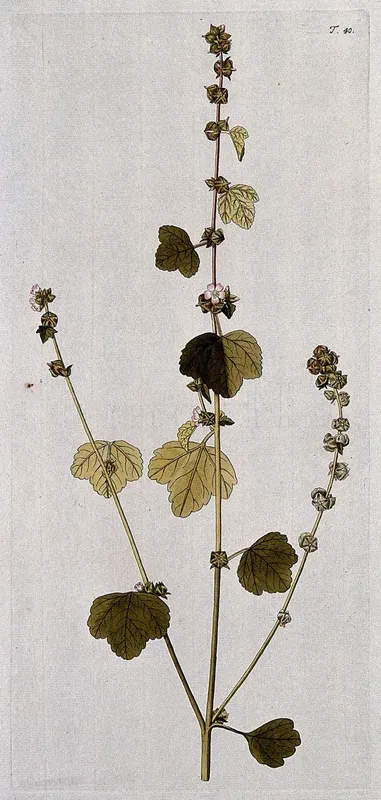 Curled mallow (Malva verticillata L.): flowering and fruiting stem