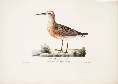 Curlew Sandpiper