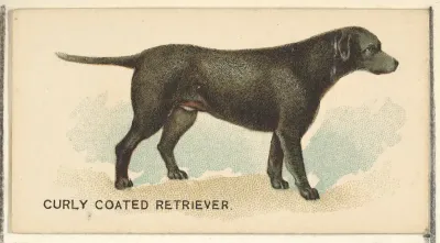Curly Coated Retriever, from the Dogs of the World series for Old Judge Cigarettes