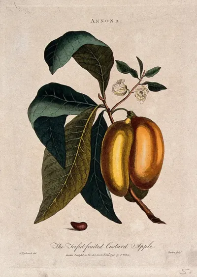 Custard apple (Annona triloba): fruiting and flowering branch and seed
