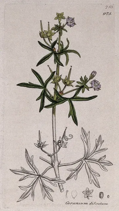 Cut-leaved cranesbill (Geranium dissectum): flowering stem and floral segments
