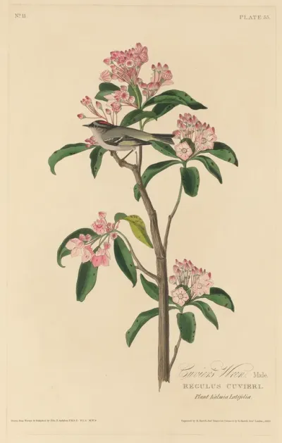 Cuvier's Wren
