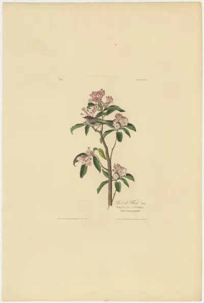 Cuvier's Wren