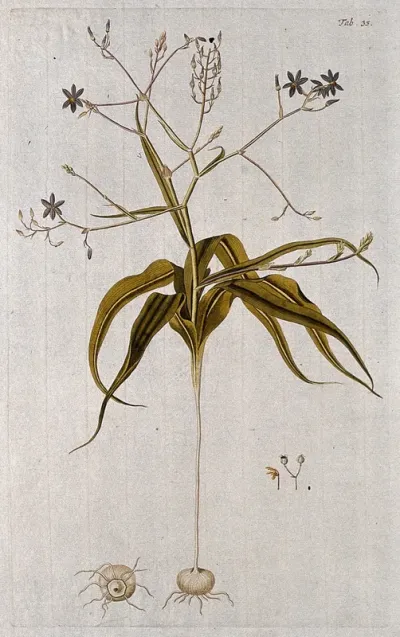 Cyanella capensis L.: entire flowering plant with separate floral segments and bulb