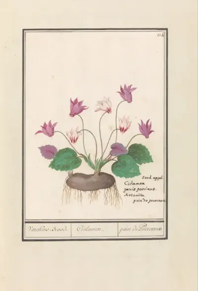 Cyclaam (Cyclamen)