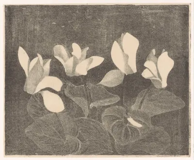 Cyclamen