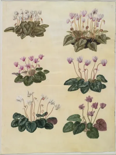 Cyclamen hederifolium (vedbendbladet alpeviol); Cyclamen purpurascens (ægte alpeviol)