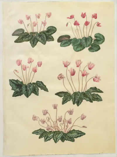 Cyclamen purpurascens; Cyclamen hederifolium