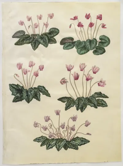 Cyclamen purpurascens (ægte alpeviol); Cyclamen hederifolium (vedbendbladet alpeviol)