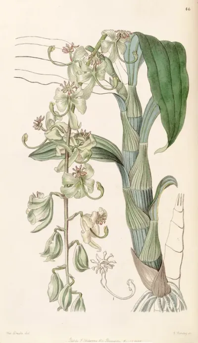 Cycnoches Stelliferum (as syn. Cycnoches Egertonianum var. Viride)