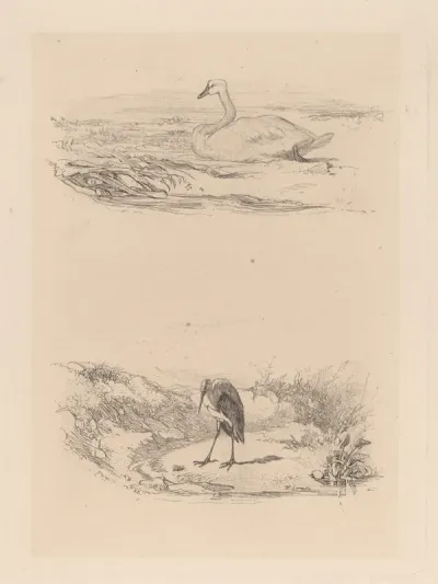 Cygne, heron