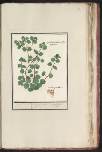 Cymbalaria