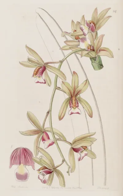 Cymbidium aloifolium