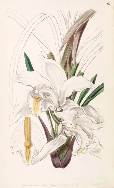 Cymbidium eburneum