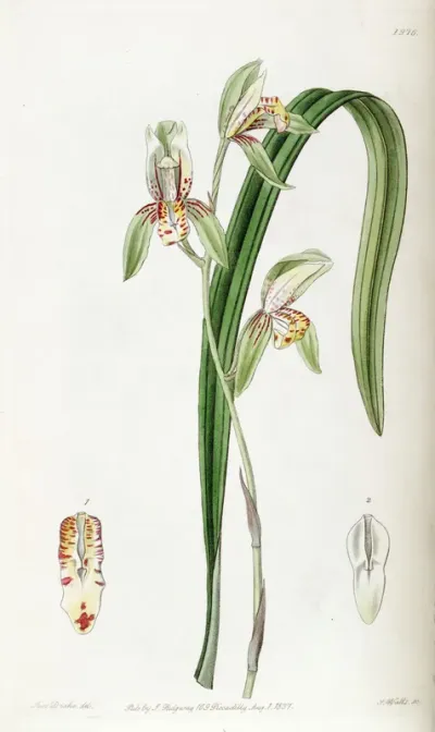 Cymbidium ensifolium