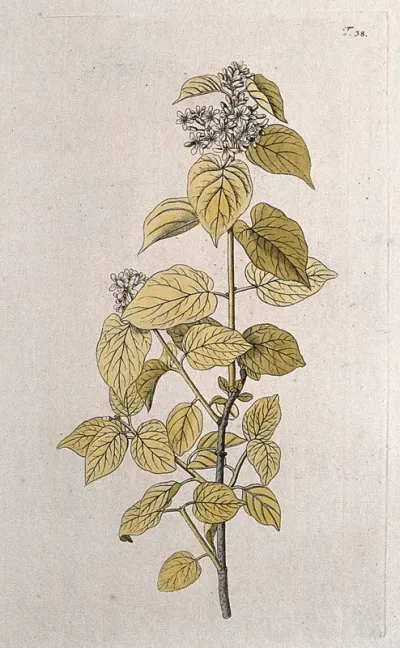 Cynanchum erectum: flowering shoot