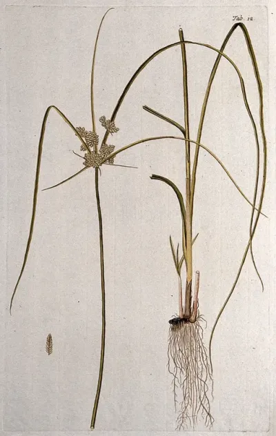 Cyperus compressus L.: two sections of the flowering plant with separate fruit