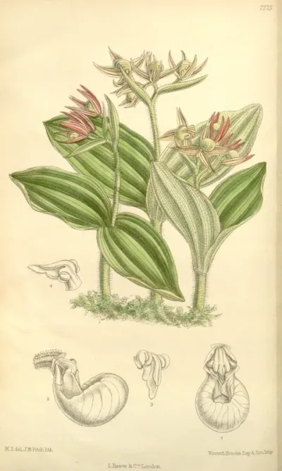 Cypripedium fasciculatum
