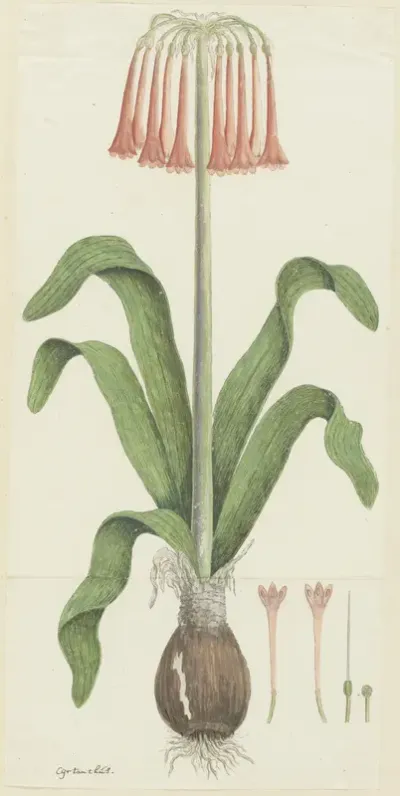 Cyrtanthus carneus Lindl.