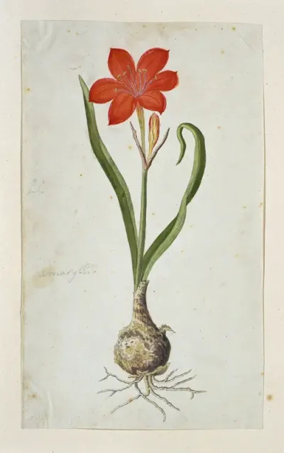 Cyrtanthus elatus (Jacq.) Traub